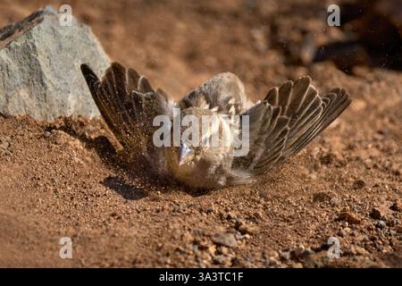 Vogel beim Sandbaden - Spanische Sperbe (Passer hispaniolensis) weiblich auf braunem Staub Stockfoto