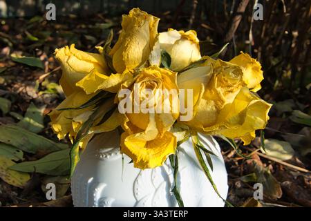 Eine weiße Vase mit wunderschön getrockneten gelben Rosen in einer natürlichen Umgebung aus Laub und Zweigen. Stockfoto
