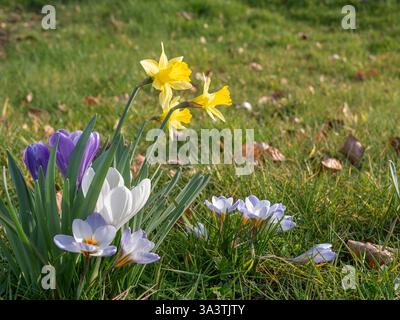 Auf einem grasbewachsenen Feld blühen bunte Krokusse und leuchtend gelbe Narzissen, umgeben von gefallenen Blättern im Frühling. Stockfoto