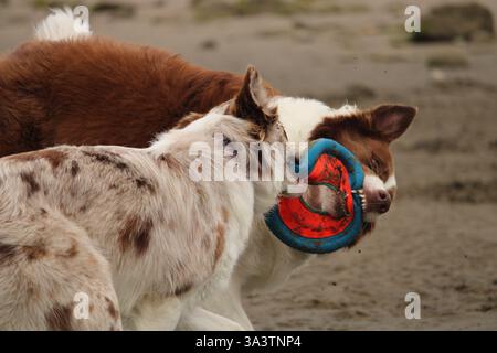 Zwei Hunde spielen am Strand Stockfoto