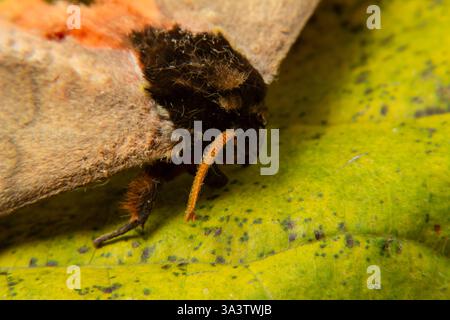 Goiania, Goias, Brasilien – 12. März 2025: Nahaufnahme eines toten Mottenkopfes auf einem alten, verblassten Blatt. Stockfoto