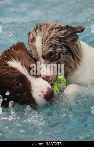 Zwei Hunde schwimmen in einem Pool Stockfoto
