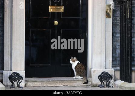 Larry, Downing Street Chief Mouser Nr. 10, in Westminster, London, Großbritannien Stockfoto