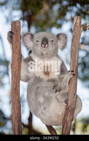 Koala (Phascolarctos Cinereous) ruht auf Ästchen, Brisbane, Queensland, Australien Stockfoto