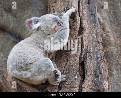 Koala (Phascolarctos Cinereous) ruht auf einem Baum, Brisbane, Queensland, Australien Stockfoto