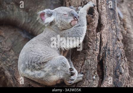 Koala (Phascolarctos Cinereous) ruht auf einem Baum, Brisbane, Queensland, Australien Stockfoto