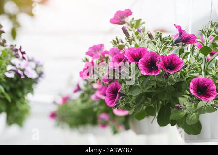 Leuchtend rosa Petunien im Gewächshaus. Pflanzen in weißen Töpfen bei Tageslicht im Innenraum Stockfoto