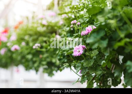 Modernes Gewächshaus für den Anbau von Pflanzen. Rosa und rote Blumen mit Blättern in Töpfen, die im Innenraum von der Decke hängen Stockfoto