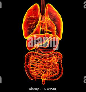 Abbildung der Anatomie des menschlichen Atmungs- und Verdauungssystems, detaillierte Darstellung der Struktur der Organe, die an der Atmung und Verdauung beteiligt sind. Stockfoto