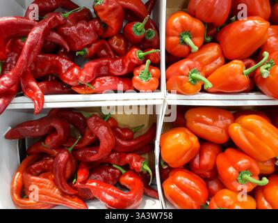 Frischer roter süßer Pfeffer in Nahaufnahme. Große rote Paprika auf der Theke des Ladens. Gemüseladen Stockfoto