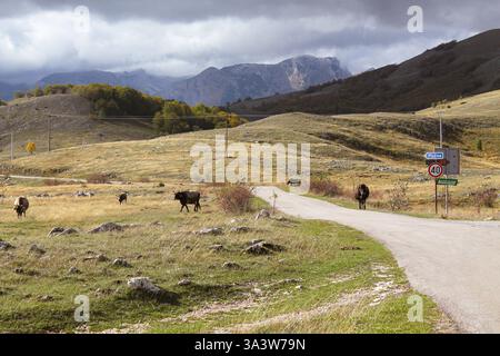 Eine ländliche Szene im Durmitor National Park, Montenegro, mit einem Hochtal mit Kühen, die zurück zur Farm gehen. Trsa. Stockfoto