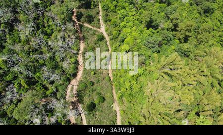 Ein Drohnenfoto, der einen gewundenen, unbefestigten Weg durch einen üppig grünen Wald mit vielfältiger Vegetation einfängt. Der Kontrast zwischen trockenen und grünen Bäumen kommt hinzu Stockfoto