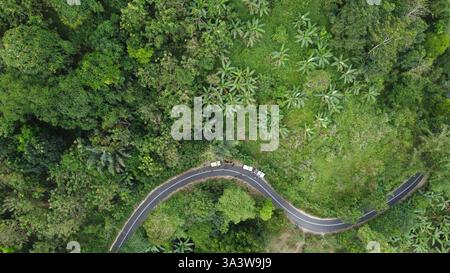 Eine atemberaubende Luftaufnahme einer kurvenreichen Straße, die durch einen dichten tropischen Wald führt. Das üppige Grün und die Bananenbäume bilden eine lebendige natürliche Landschaft Stockfoto