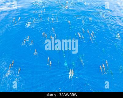 Eine Horde Melonenköpfige Wale, Peponocephala electra, schwimmen an der Oberfläche des Golfs von Tomini an der Ostküste von Sulawesi, Indonesien. Stockfoto