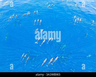 Eine Horde Melonenköpfige Wale, Peponocephala electra, schwimmen an der Oberfläche des Golfs von Tomini an der Ostküste von Sulawesi, Indonesien. Stockfoto