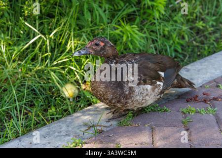 Muscovy Ente (Cairina moschata) im Ökopark Buenos Aires. Stockfoto