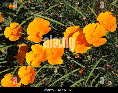 Leuchtend orange Mohnblumen in Oregon Stockfoto