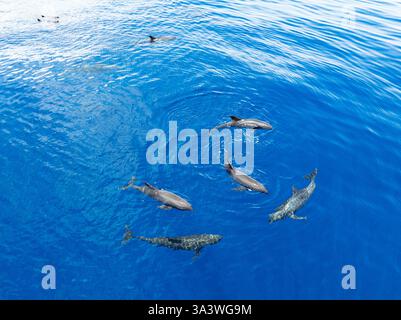 Eine Horde Melonenköpfige Wale, Peponocephala electra, schwimmen an der Oberfläche des Golfs von Tomini an der Ostküste von Sulawesi, Indonesien. Stockfoto