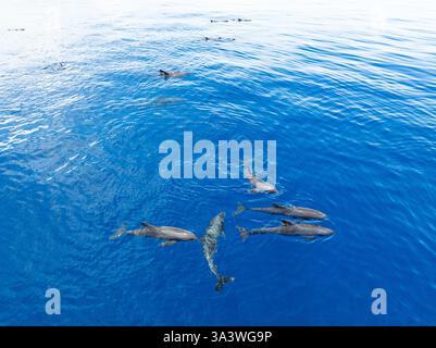 Eine Horde Melonenköpfige Wale, Peponocephala electra, schwimmen an der Oberfläche des Golfs von Tomini an der Ostküste von Sulawesi, Indonesien. Stockfoto