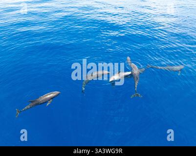 Eine Horde Melonenköpfige Wale, Peponocephala electra, schwimmen an der Oberfläche des Golfs von Tomini an der Ostküste von Sulawesi, Indonesien. Stockfoto