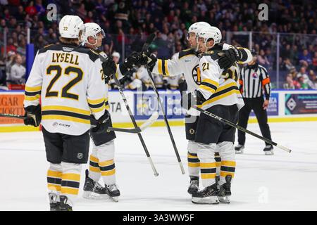 Rochester, New York, USA. März 2025. Die Spieler der Providence Bruins feiern in der dritten Periode ein Tor gegen die Rochester Americans. Die Rochester Americans veranstalteten die Providence Bruins in einem Spiel der American Hockey League in der Blue Cross Arena in Rochester, New York. (Jonathan Tenca/CSM). Quelle: csm/Alamy Live News Stockfoto