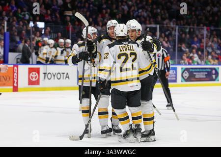 Rochester, New York, USA. März 2025. Die Spieler der Providence Bruins feiern in der dritten Periode ein Tor gegen die Rochester Americans. Die Rochester Americans veranstalteten die Providence Bruins in einem Spiel der American Hockey League in der Blue Cross Arena in Rochester, New York. (Jonathan Tenca/CSM). Quelle: csm/Alamy Live News Stockfoto
