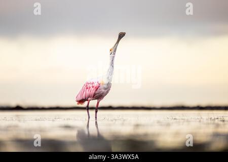Im Honeymoon Island State Park, Florida, steht Roseate Spoonbill im flachen Wasser. Stockfoto