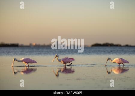 Drei Rosenlöffelschnabel füttern in flachen Gezeiten im Honeymoon Island State Park, Florida. Stockfoto