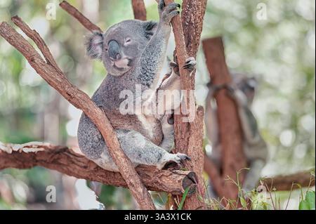 Koala (Phascolarctos aschgrau) schlafen auf einem Baum, Lone Pine Koala Sanctuary, Brisbane, Queensland, Australien Stockfoto