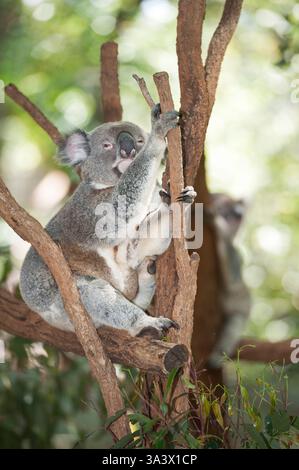 Koala (Phascolarctos aschgrau) schlafen auf einem Baum, Lone Pine Koala Sanctuary, Brisbane, Queensland, Australien Stockfoto