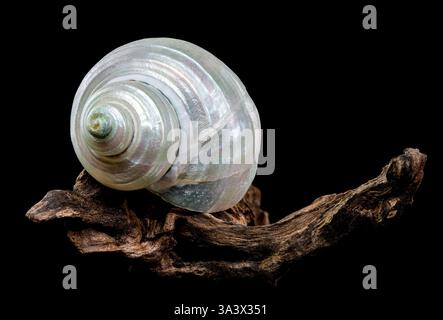 Nahaufnahme einer perlfarbenen Turbanschnecke auf strukturiertem Treibholz vor schwarzem Hintergrund. Die schillernde Schale steht im Kontrast zum rauen Holz, Stockfoto