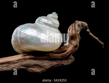 Nahaufnahme einer perlfarbenen Turbanschnecke auf strukturiertem Treibholz vor schwarzem Hintergrund. Die schillernde Schale steht im Kontrast zum rauen Holz, Stockfoto