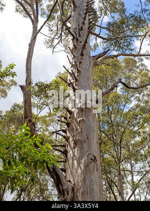 Der Boorara-Baum, ein ehemaliger Feueraussichtbaum außerhalb von Northcliffe Stockfoto