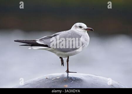 Lachmöwe (Leucophaeus atricilla) im Wintergefieder, ein nearktischer Vagrant in Galway, Eire. Stockfoto