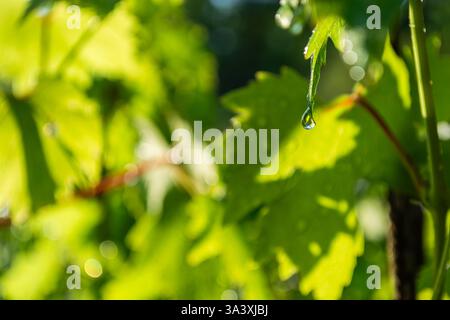 Wasser tropft auf den Rand eines grünen Traubenblattes in einem Weinberg vor einem Hintergrund von wunderschön verschwommenen Blättern und hellen Sonnenstrahlen mit Bokeh. Hell Stockfoto