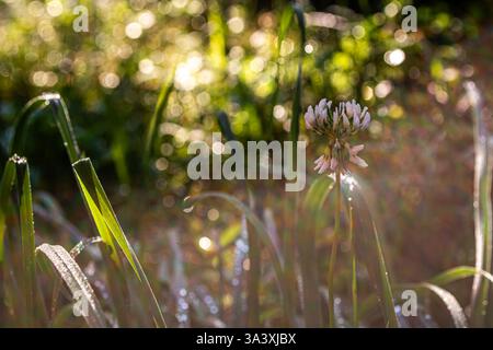 Blühender weißer Klee im Gras mit Tautropfen im Morgenlicht. Natürlicher Hintergrund mit Bokeh. Schönheit in der Natur. Stockfoto