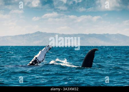 Buckelwal springt aus dem Wasser in der Karibik, Samana Island, Dominikanische Republik Stockfoto