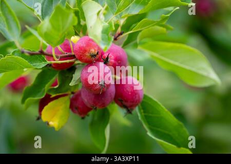 Apfel der Plumleaf-Krabbe (Malus Prunifolia) mit Früchten im Sommer. Kleine rote Früchte am Apfelbaum der Plumleaf-Krabbe. Stockfoto