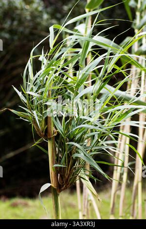 Riesenrohr oder Elefantengras oder spanisches Rohr oder Wildrohr (Arundo donax), das aus Reifen Zweigen hervorgeht Stockfoto