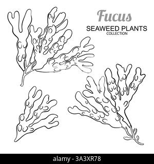 Abbildung Der Isolierten Umrisslinie Der Fucus-Verzweigung Stock Vektor