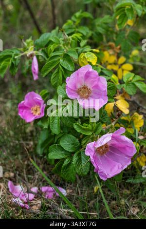 Wildrose mit blühenden rosa Blüten im Frühjahr, mehrjährige blühende Pflanze der Gattung Rosa in der Familie Rosaceae. Stockfoto