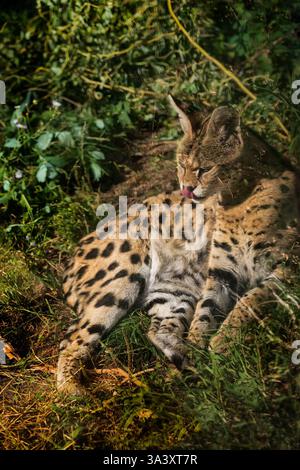 Der Serval (Leptailurus serval), Wildkatze aus der Familie Felidae, heimisch in Afrika. Stockfoto