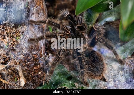 Lasiodora parahybana, die brasilianische Lachsrosa Vogel fressende Tarantel, Spinnen in der Familie der Theraphosidae, Heimatregion: Nordosten Brasiliens, einer von Stockfoto