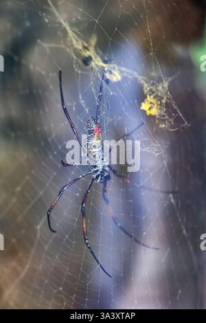 Trichonephila inaurata (Nephila inaurata), gebräuchlicher Name: Rothbeinige goldene Kugel-Weberspinne oder rothbeinige nephila, Spinne in der Familie Nephilidae, na Stockfoto