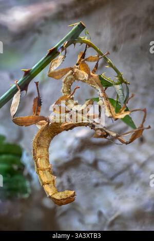 Extatosoma tiaratum, gebräuchliche Namen: Stachelblattinsekte, Riesenstachelstäbchen, Macleay's Spectre oder australischer Wanderstock, Insekten in der Familie Stockfoto