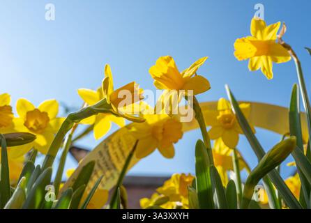 Tete a Tete-Zwergnarzissen zum Verkauf in Sechserpackungen in einem Gartencenter. Stockfoto