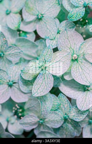 Nahaufnahme der aufwendig strukturierten grünen und weißen Blütenblätter mit detaillierten Mustern und natürlicher Symmetrie. Vertikaler floraler Hintergrund. Stockfoto