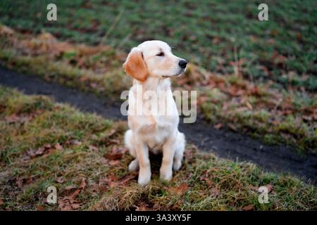 Das stolze Golden Retriever-Hündchen sitzt auf dem Gras. Stockfoto