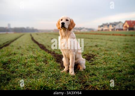 Golden Retriever Hündchen sitzt auf dem Gras. Wunderschöner reinrassiger Hund im Freien. Stockfoto