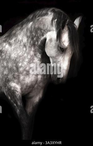 Pura Raza Espanola Stockfoto